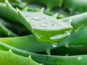 5 beneficios del aloe vera proveniente de la sábila