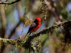 Expertos buscarán descendientes del desaparecido “pájaro brujo”