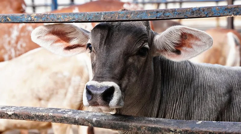 Chichiriviche, en el estado Falcón, se prepara para ser el epicentro del sector agropecuario y turístico venezolano con la celebración de la Expoferia Agropecuaria de Chichiriviche 2025